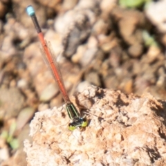 Ischnura aurora (Aurora Bluetail) at Kama - 19 Mar 2020 by SWishart