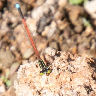 Ischnura aurora (Aurora Bluetail) at Dunlop, ACT - 19 Mar 2020 by SWishart