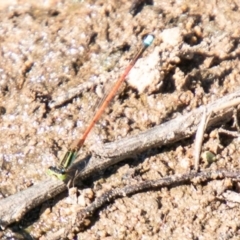 Ischnura aurora at Molonglo River Reserve - 20 Mar 2020