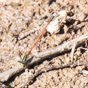 Ischnura aurora at Molonglo River Reserve - 20 Mar 2020