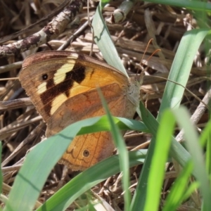 Heteronympha merope at Kingston, ACT - 23 Mar 2020 01:46 PM