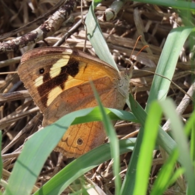 Heteronympha merope (Common Brown Butterfly) at Jerrabomberra Wetlands - 23 Mar 2020 by RodDeb
