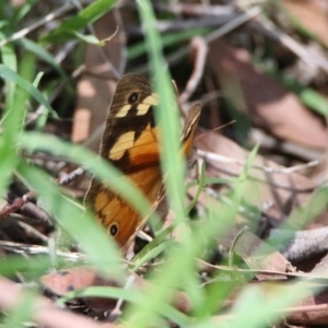 Heteronympha merope at Kingston, ACT - 23 Mar 2020