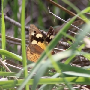 Heteronympha merope at Kingston, ACT - 23 Mar 2020