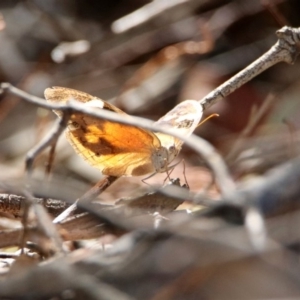 Heteronympha merope at Kingston, ACT - 23 Mar 2020