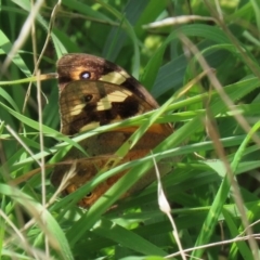 Heteronympha merope at Kingston, ACT - 23 Mar 2020