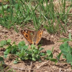 Junonia villida (Meadow Argus) at Jerrabomberra Wetlands - 23 Mar 2020 by RodDeb