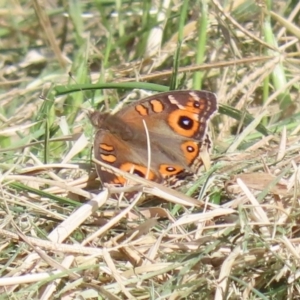 Junonia villida at Kingston, ACT - 23 Mar 2020