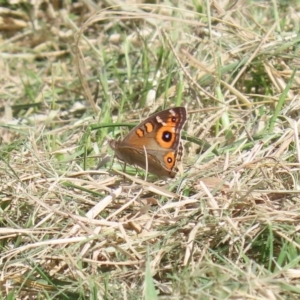 Junonia villida at Kingston, ACT - 23 Mar 2020