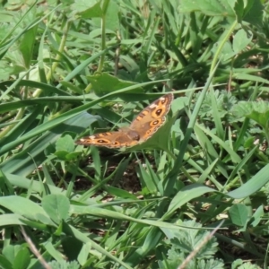 Junonia villida at Kingston, ACT - 23 Mar 2020