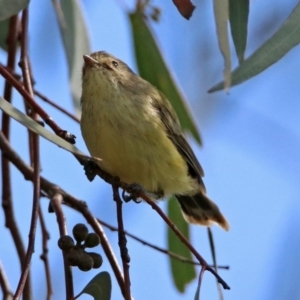 Smicrornis brevirostris at Fyshwick, ACT - 23 Mar 2020