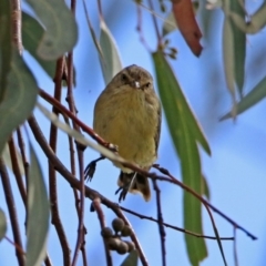 Smicrornis brevirostris at Fyshwick, ACT - 23 Mar 2020