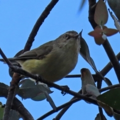 Smicrornis brevirostris at Fyshwick, ACT - 23 Mar 2020