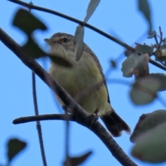 Smicrornis brevirostris at Fyshwick, ACT - 23 Mar 2020