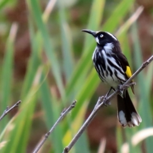 Phylidonyris novaehollandiae at Fyshwick, ACT - 23 Mar 2020