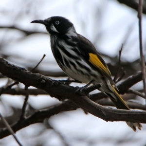 Phylidonyris novaehollandiae at Fyshwick, ACT - 23 Mar 2020