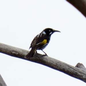 Phylidonyris novaehollandiae at Fyshwick, ACT - 23 Mar 2020