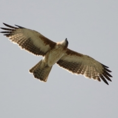 Hieraaetus morphnoides (Little Eagle) at Fyshwick, ACT - 23 Mar 2020 by RodDeb