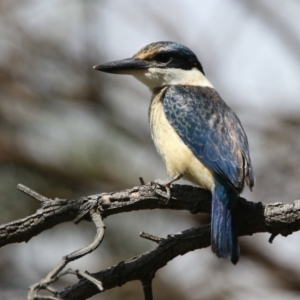 Todiramphus sanctus at Fyshwick, ACT - 23 Mar 2020