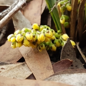 Lomandra sp. at Bruce, ACT - 25 Mar 2020