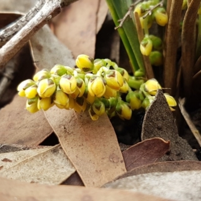 Lomandra (genus) (A Matrush) at Bruce, ACT - 25 Mar 2020 by trevorpreston