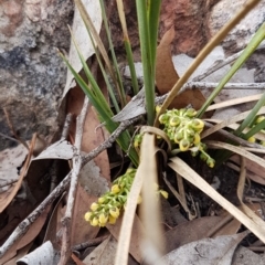 Lomandra sp. at Bruce, ACT - 25 Mar 2020