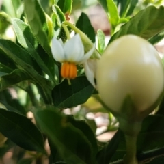 Solanum pseudocapsicum at Hawker, ACT - 25 Mar 2020