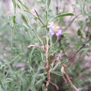 Vittadinia cuneata var. cuneata at Bruce, ACT - 25 Mar 2020