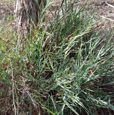 Stypandra glauca (Nodding Blue Lily) at Bruce Ridge to Gossan Hill - 25 Mar 2020 by trevorpreston