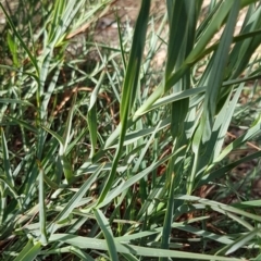 Stypandra glauca at Bruce, ACT - 25 Mar 2020