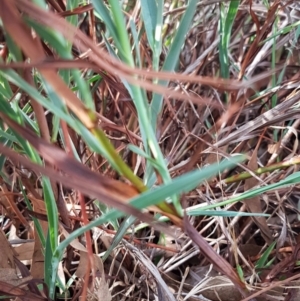 Stypandra glauca at Bruce, ACT - 25 Mar 2020