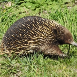 Tachyglossus aculeatus at Stromlo, ACT - 25 Mar 2020 02:48 PM