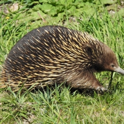 Tachyglossus aculeatus (Short-beaked Echidna) at Stromlo, ACT - 25 Mar 2020 by JohnBundock