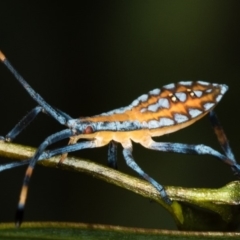 Amorbus sp. (genus) (Eucalyptus Tip bug) at Bruce, ACT - 25 Jan 2019 by Bron