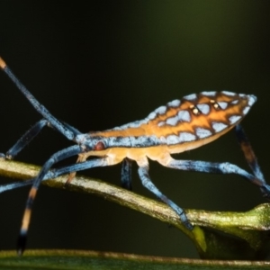 Amorbus sp. (genus) at Bruce, ACT - 25 Jan 2019 02:28 AM