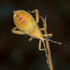 Amorbus sp. (genus) at Bruce, ACT - 25 Jan 2019 02:28 AM