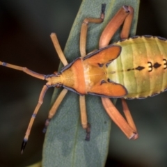 Amorbus sp. (genus) at Bruce, ACT - 25 Jan 2019 02:28 AM