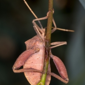 Amorbus sp. (genus) at Bruce, ACT - 25 Jan 2019 02:28 AM