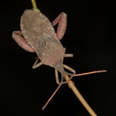 Amorbus sp. (genus) at Bruce, ACT - 25 Jan 2019 02:28 AM