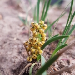 Lomandra filiformis (Wattle Mat-rush) at Melrose - 25 Mar 2020 by Roman