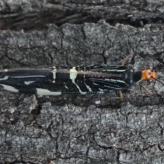 Porismus strigatus at Majura, ACT - 25 Mar 2020