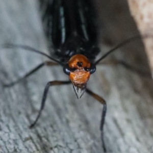 Porismus strigatus at Majura, ACT - 25 Mar 2020