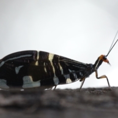 Porismus strigatus at Majura, ACT - 25 Mar 2020