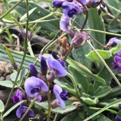 Glycine tabacina (Variable Glycine) at Lyons, ACT - 25 Mar 2020 by ajlandford