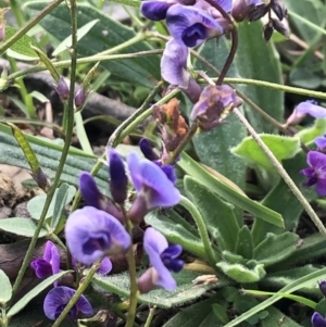 Glycine tabacina at Lyons, ACT - 25 Mar 2020