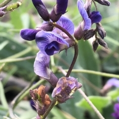 Glycine tabacina at Lyons, ACT - 25 Mar 2020