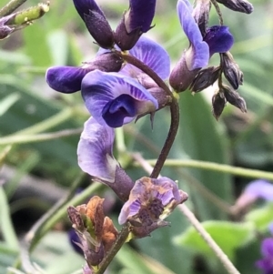 Glycine tabacina at Lyons, ACT - 25 Mar 2020