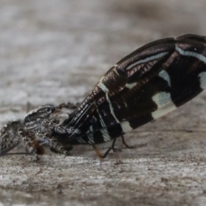 Porismus strigatus at Majura, ACT - 25 Mar 2020