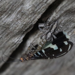 Porismus strigatus at Majura, ACT - 25 Mar 2020