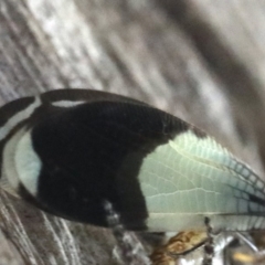 Porismus strigatus at Majura, ACT - 25 Mar 2020